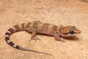 Marbled velvet gecko (Oedura marmorata)    